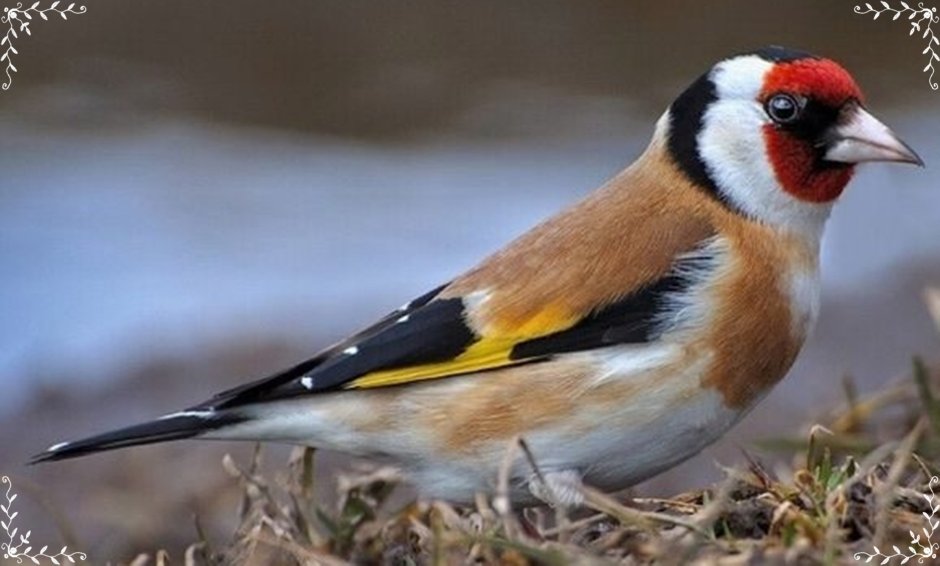 Щёголь и щегол