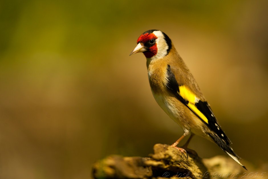 Красноголовый щегол