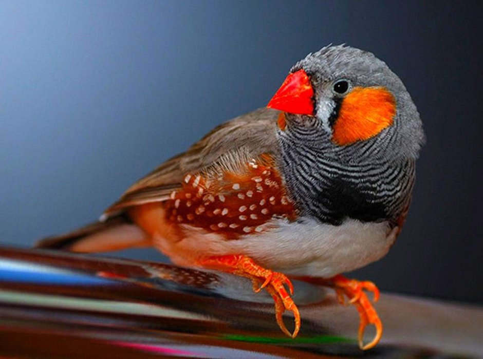 Попугаи амадины