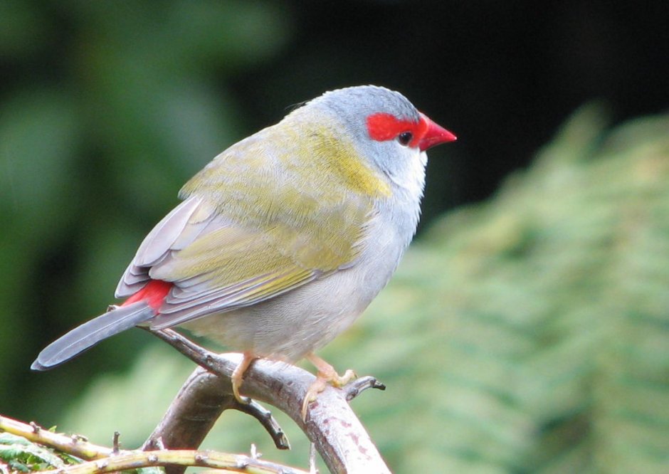 Канарейка с красным клювом