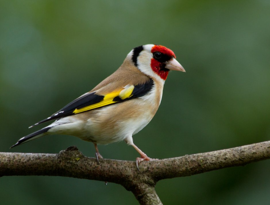 Goldfinch Crypto