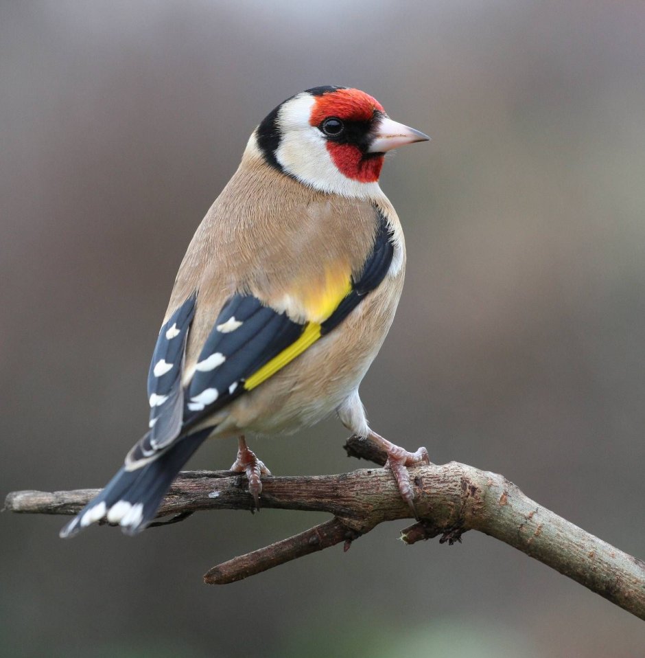 Черноголовый щегол птица