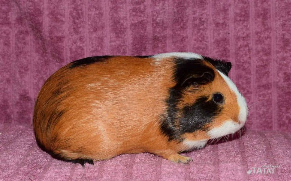 Морская Свинка девочка