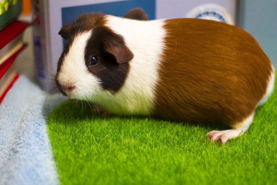 Морская Свинка гладкошерстная