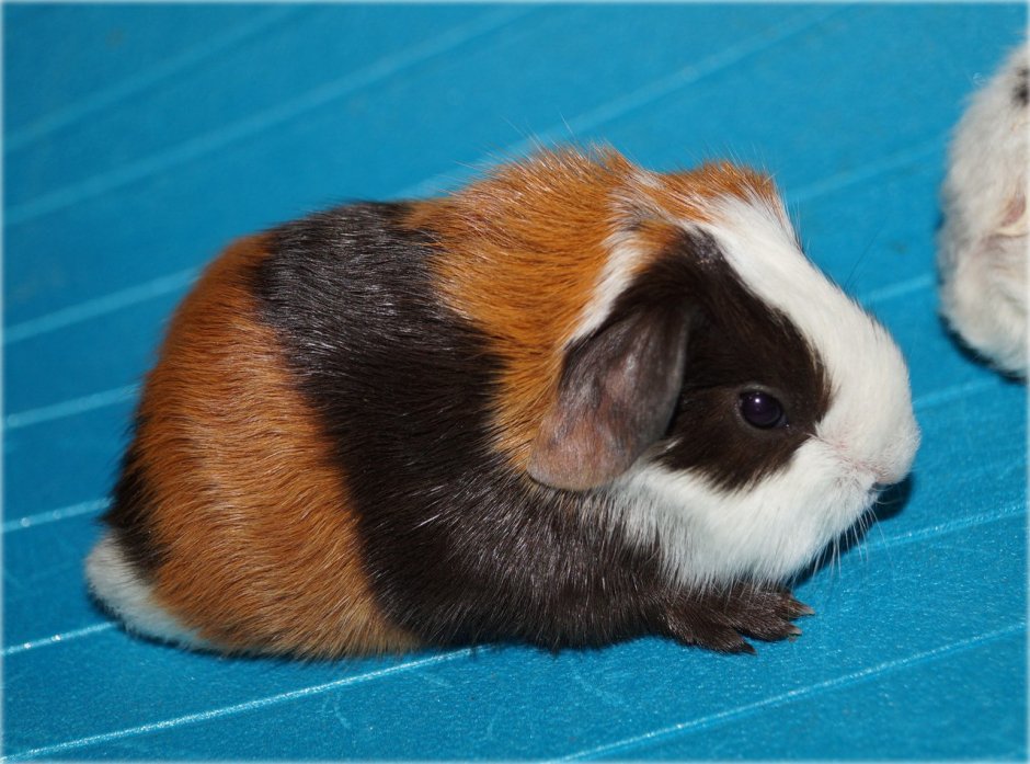 Морская Свинка гладкошерстная