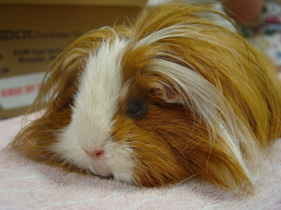 Декор для морских свинок