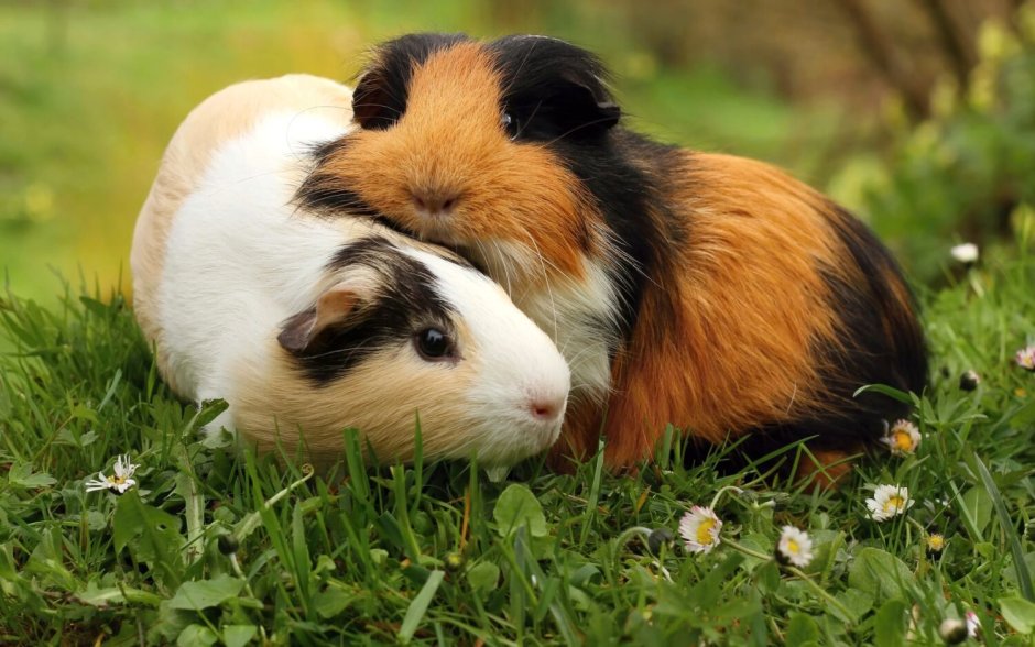 2 Морские свинки