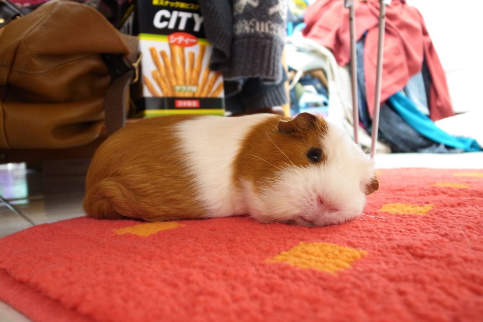 Морские свинки