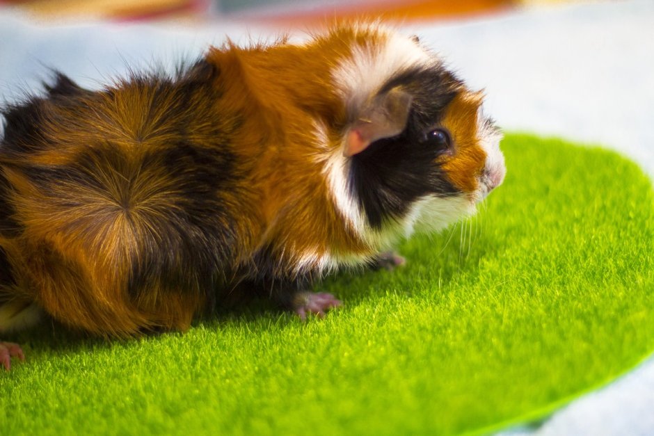 Абиссинская розеточная морская Свинка