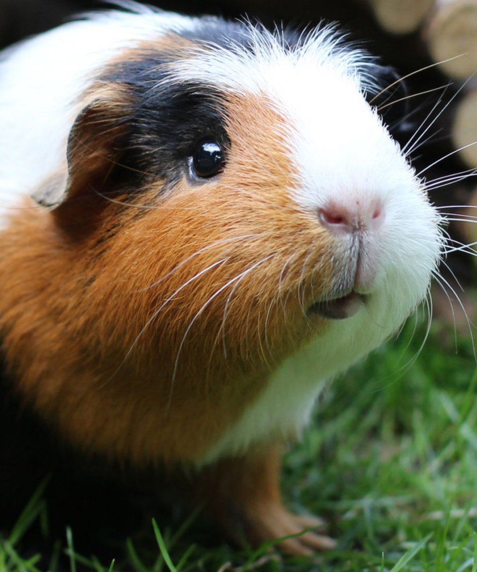 Морская Свинка гладкошерстная