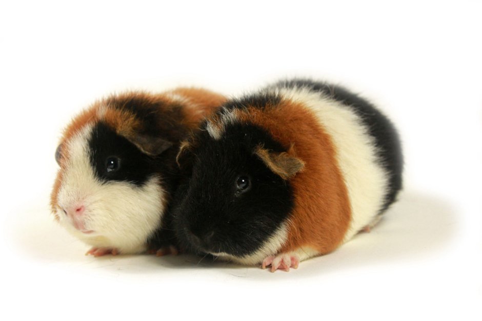 Морская Свинка трехшерстная