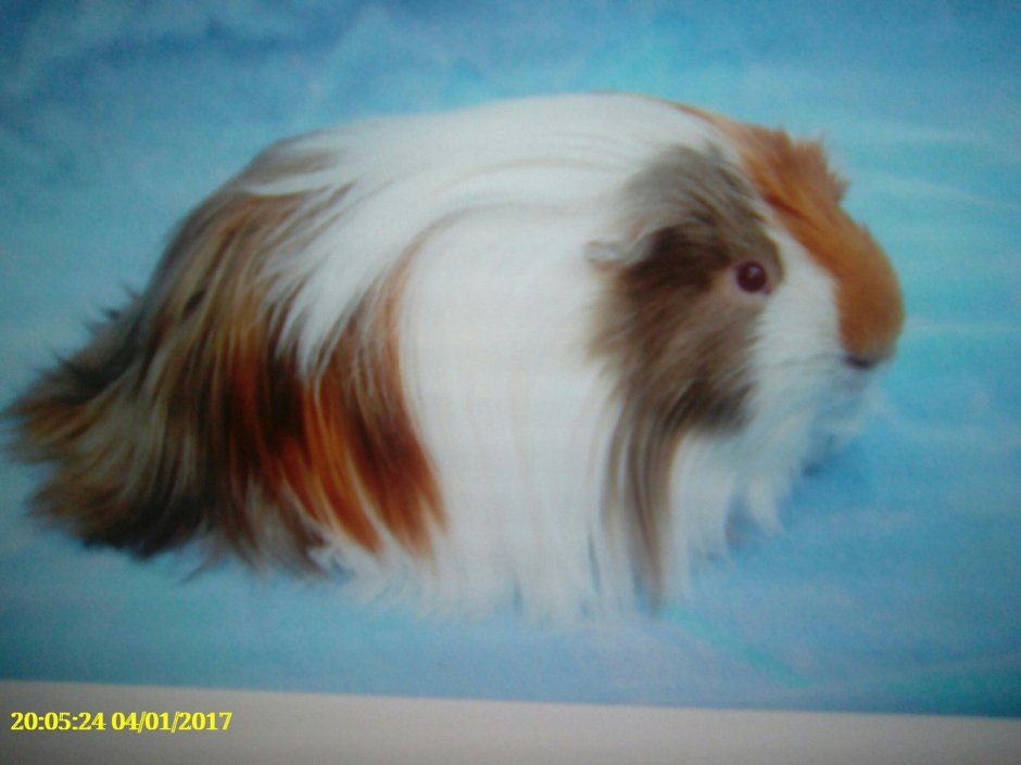 Морская Свинка шелти