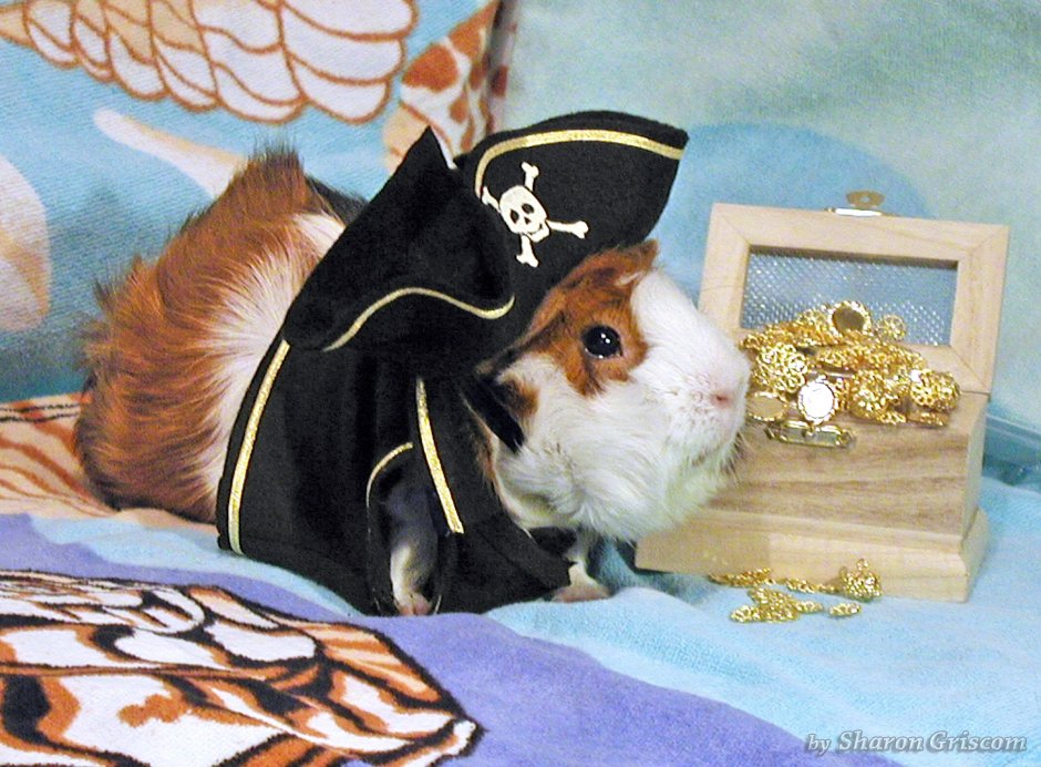 Морские свинки в костюмчиках