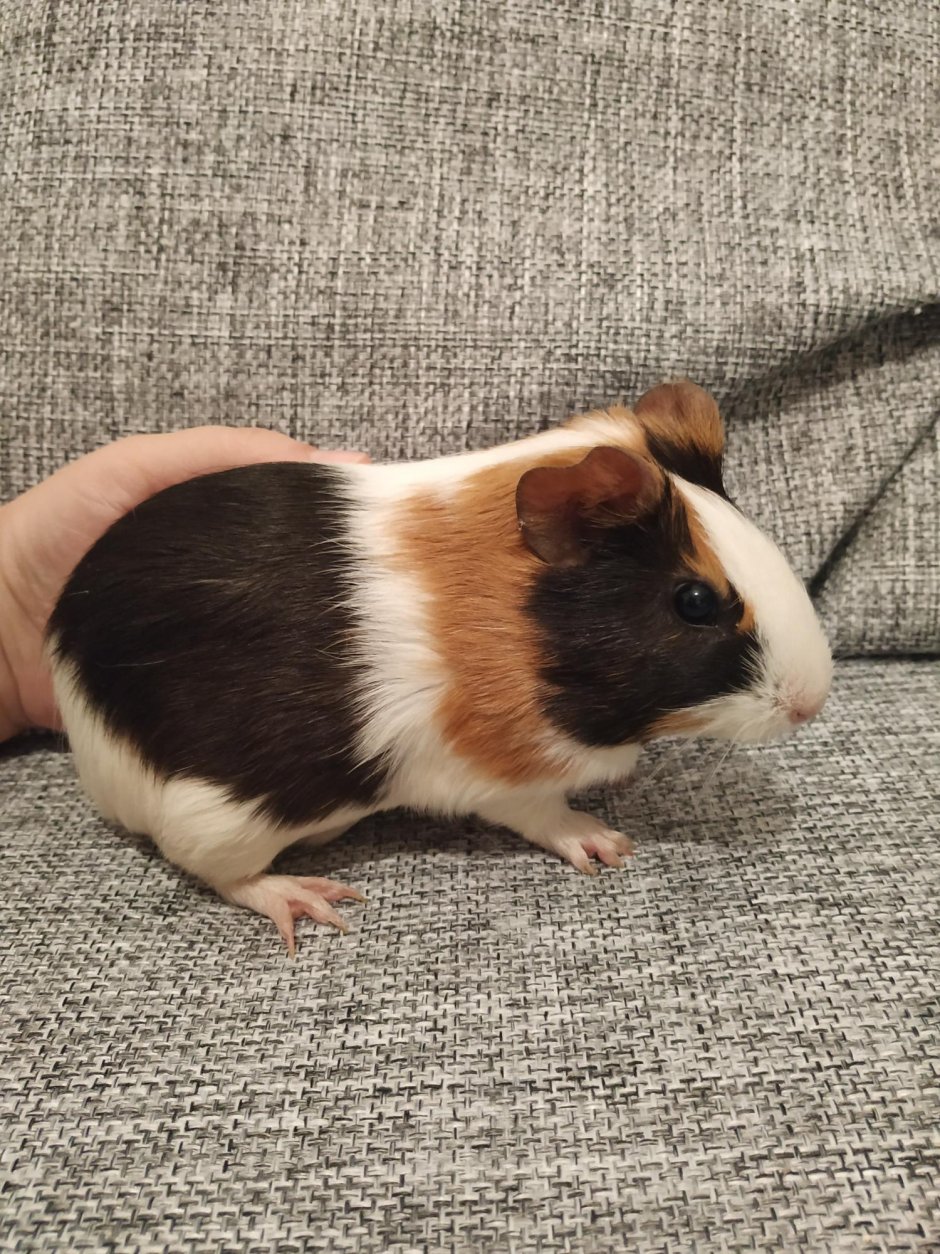 Морская Свинка трехцветная