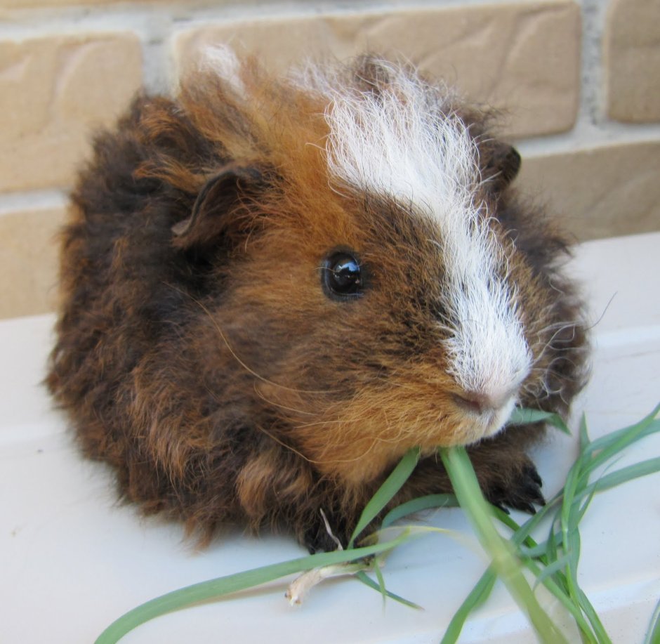 Морская Свинка розетчетая
