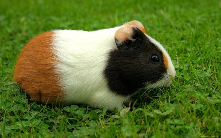 Морские свинки породы шиншилла