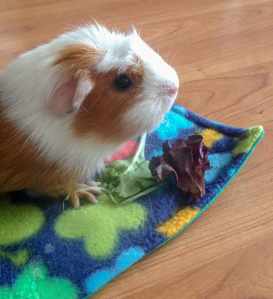 Вяленая морская Свинка