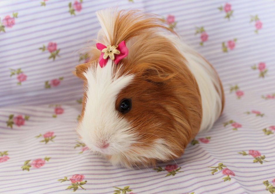 Морская Свинка трехцветная