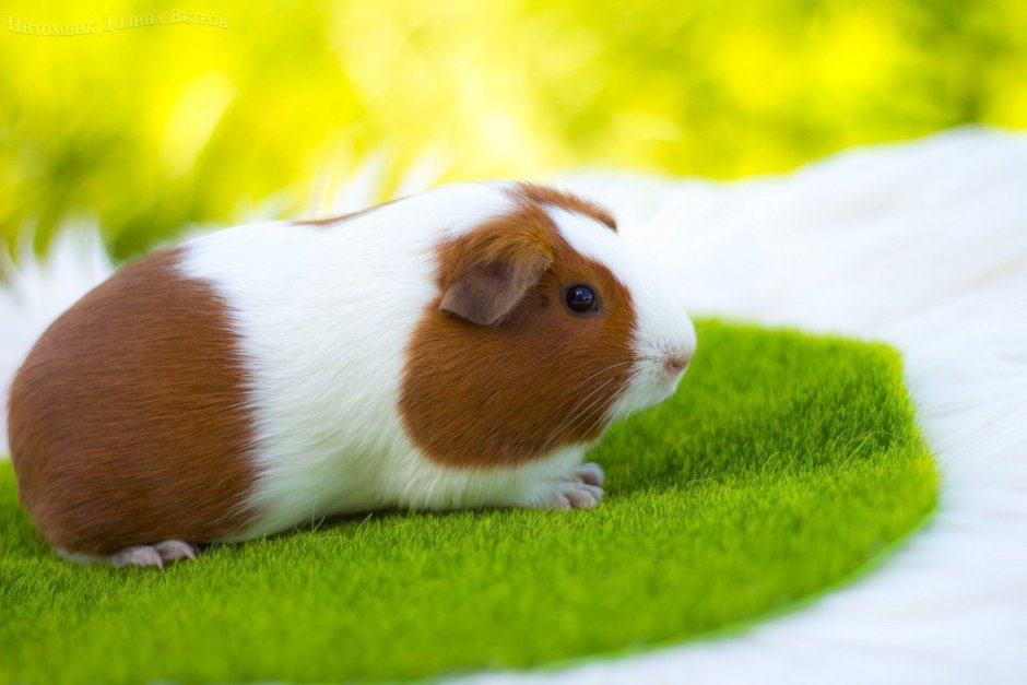 Морская Свинка трехцветная