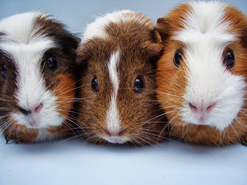 Морская Свинка голландская