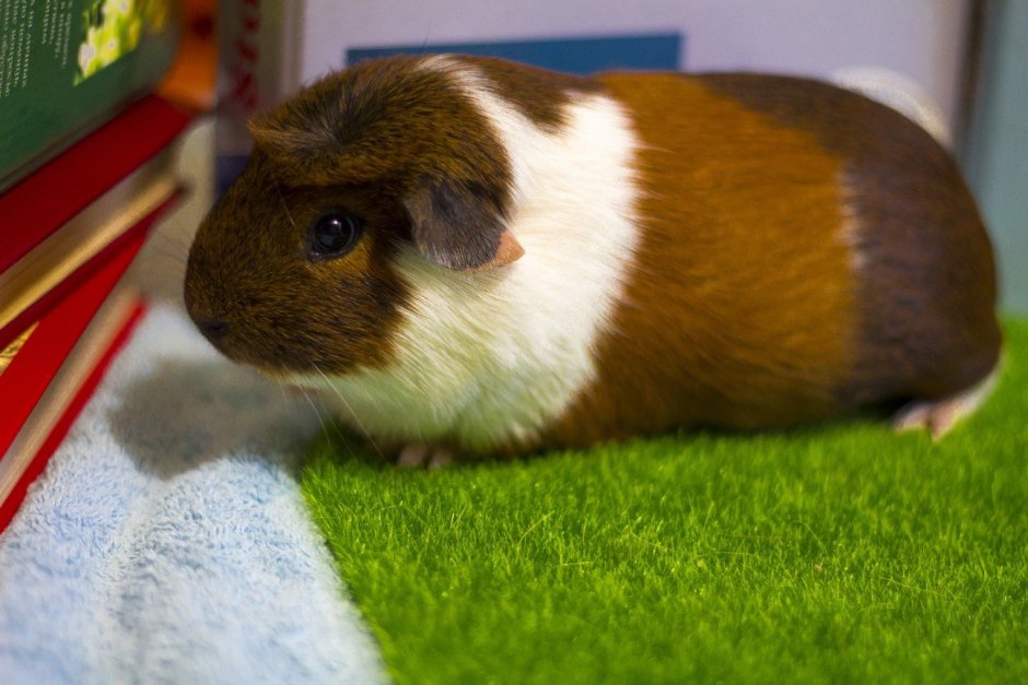 Морская Свинка английский крестед