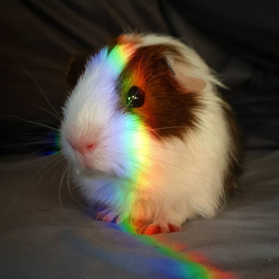 Морская Свинка на радуге
