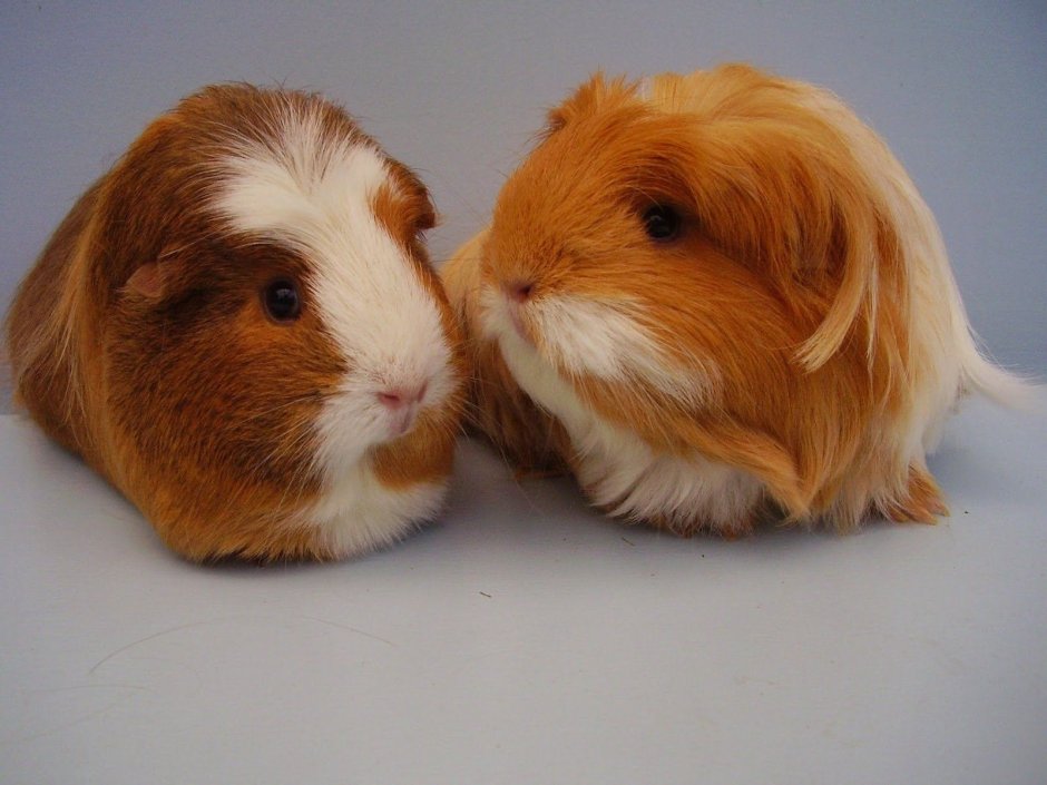 Карликовая морская Свинка