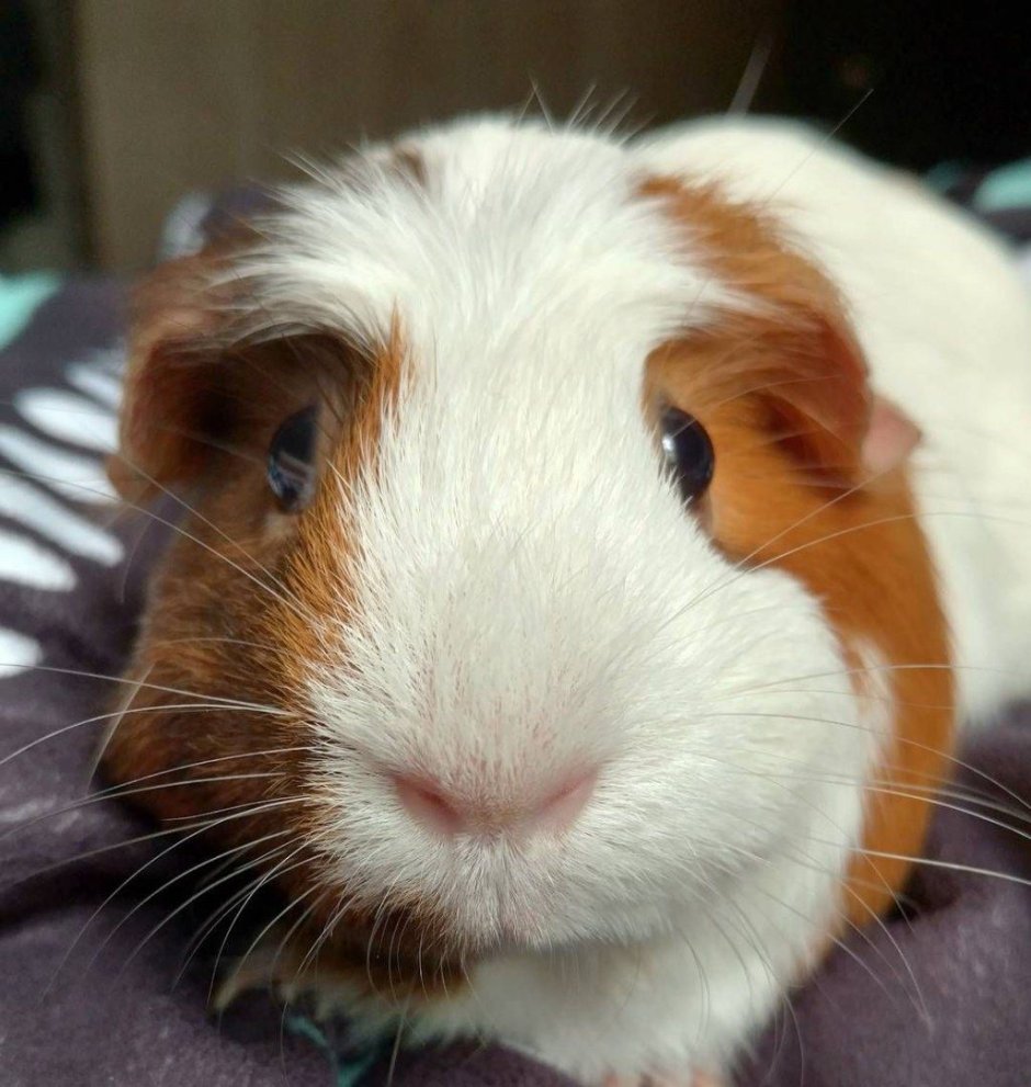 Морская Свинка Пигги