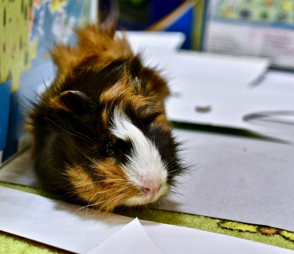 Морская Свинка розеточная трехцветная