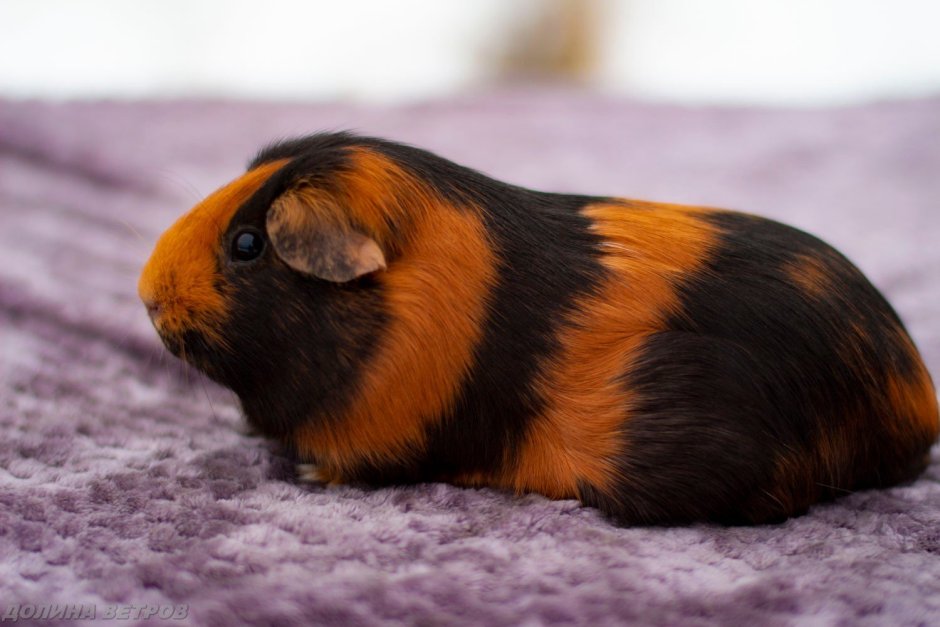 Морская Свинка крестед
