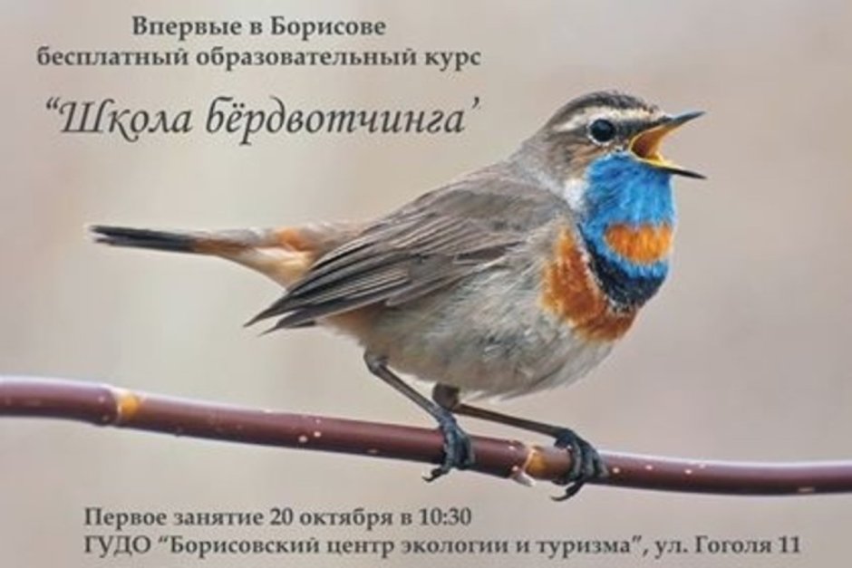 Соловей варакушка