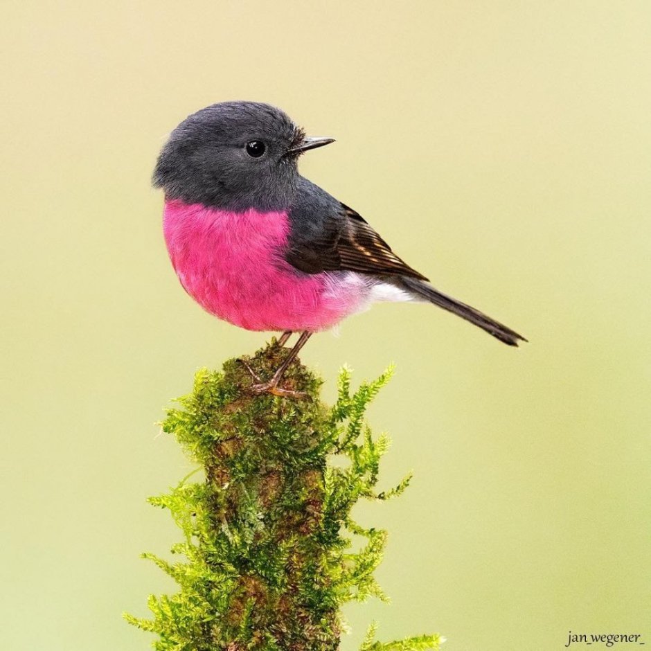 Малиноаогоудая петроика