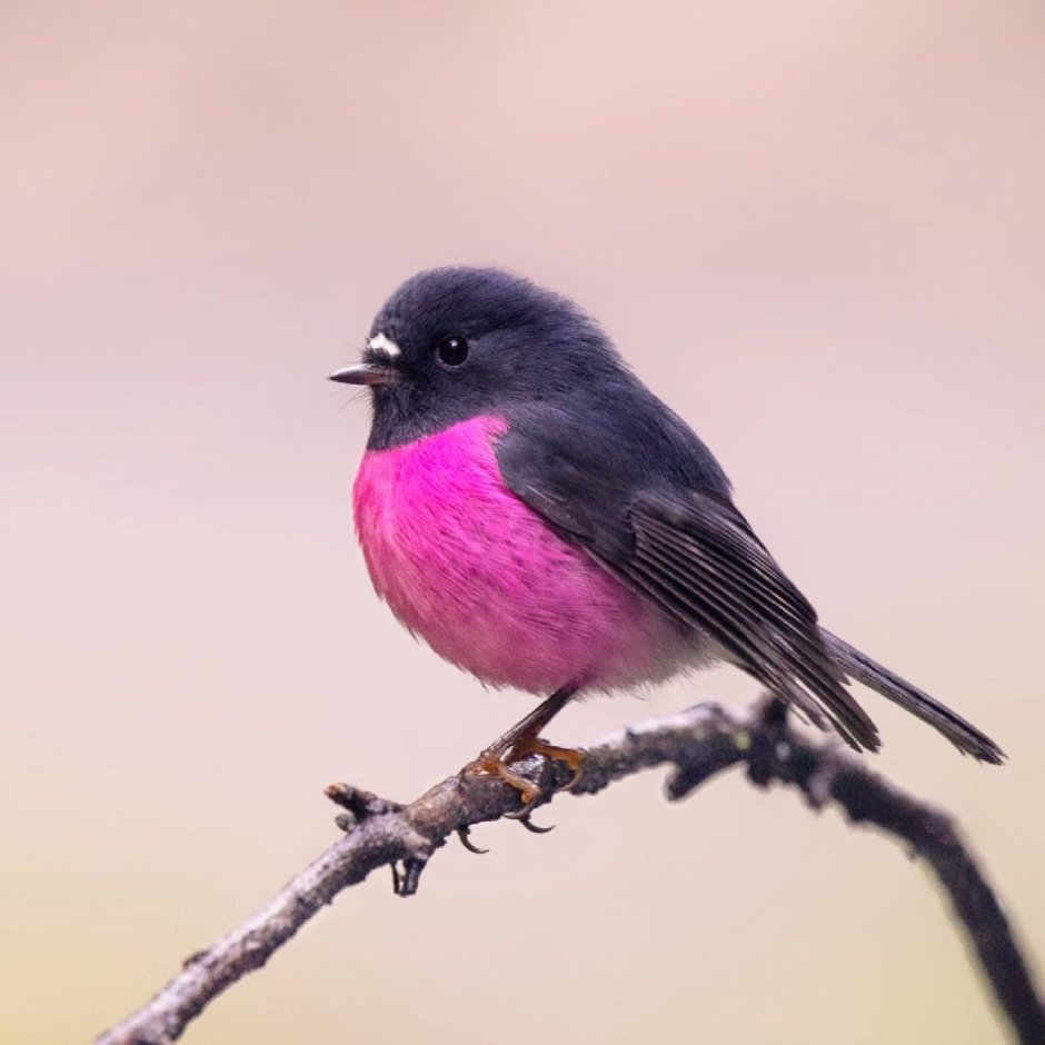 Малиновогрудая петроичка