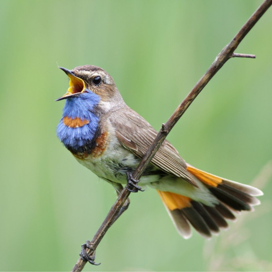 Соловей варакушка