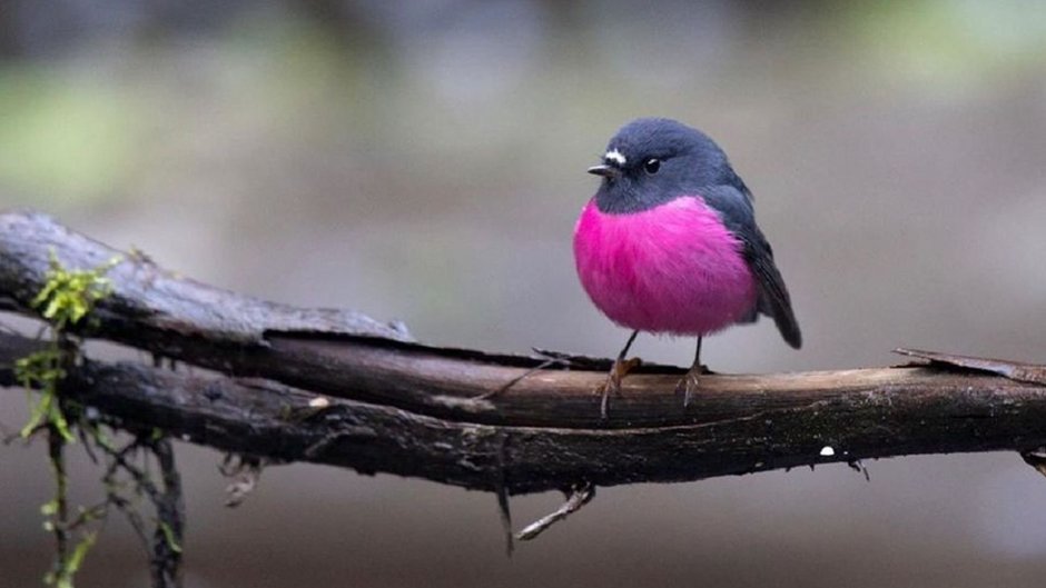 Малиновогрудая петроика