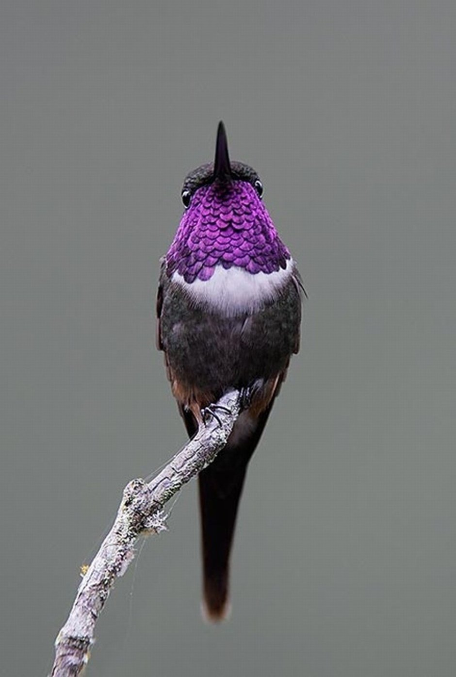 Птица фиолетово черная