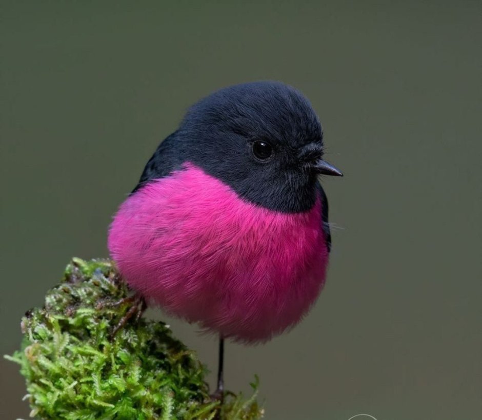 Малиновогрудая петроика