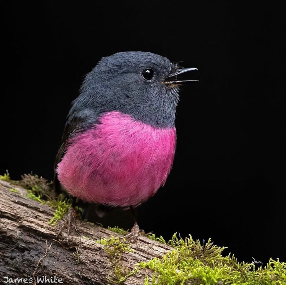 Pink Robin