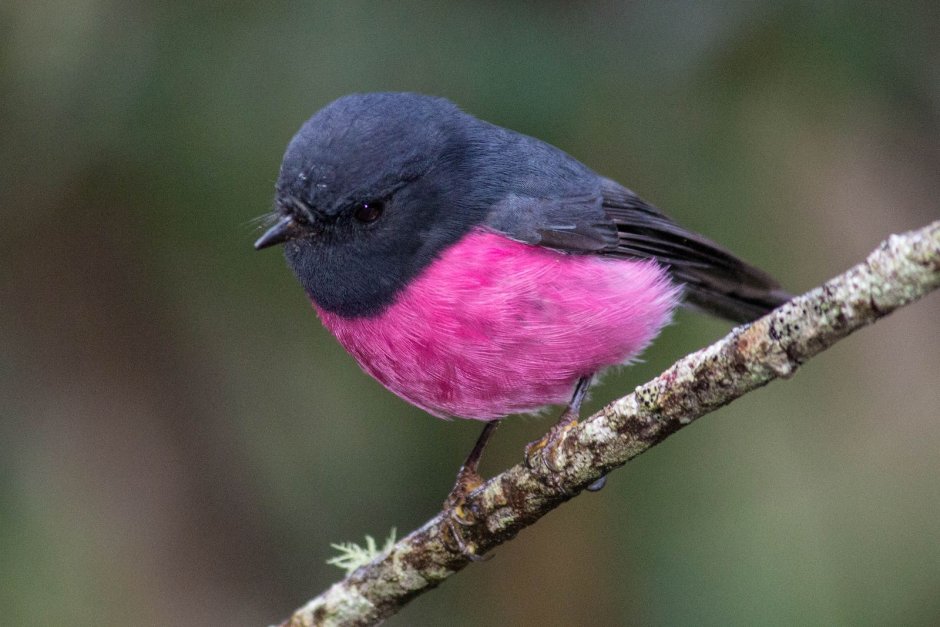 Малинововогрудая петроика