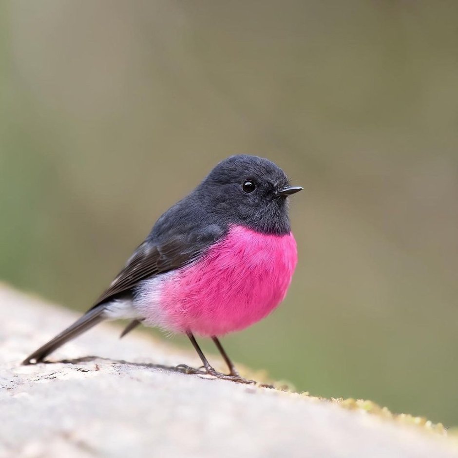 Малиногрудоя ПЕТРОЛИКА