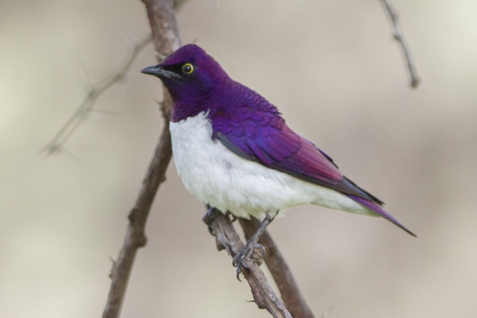 Птицы фиолетового цвета