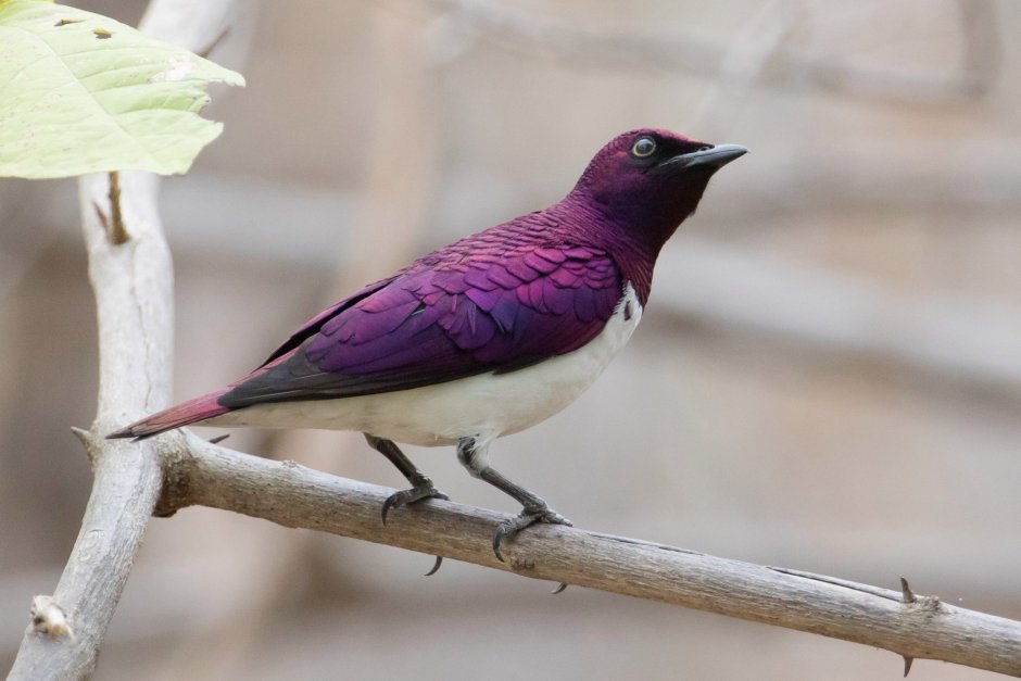 Аметистовый короткохвостый скворец