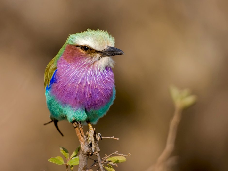 Сиреневогрудая сизоворонка
