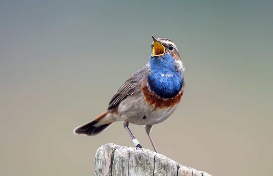 Птичка варакушка с синей грудкой