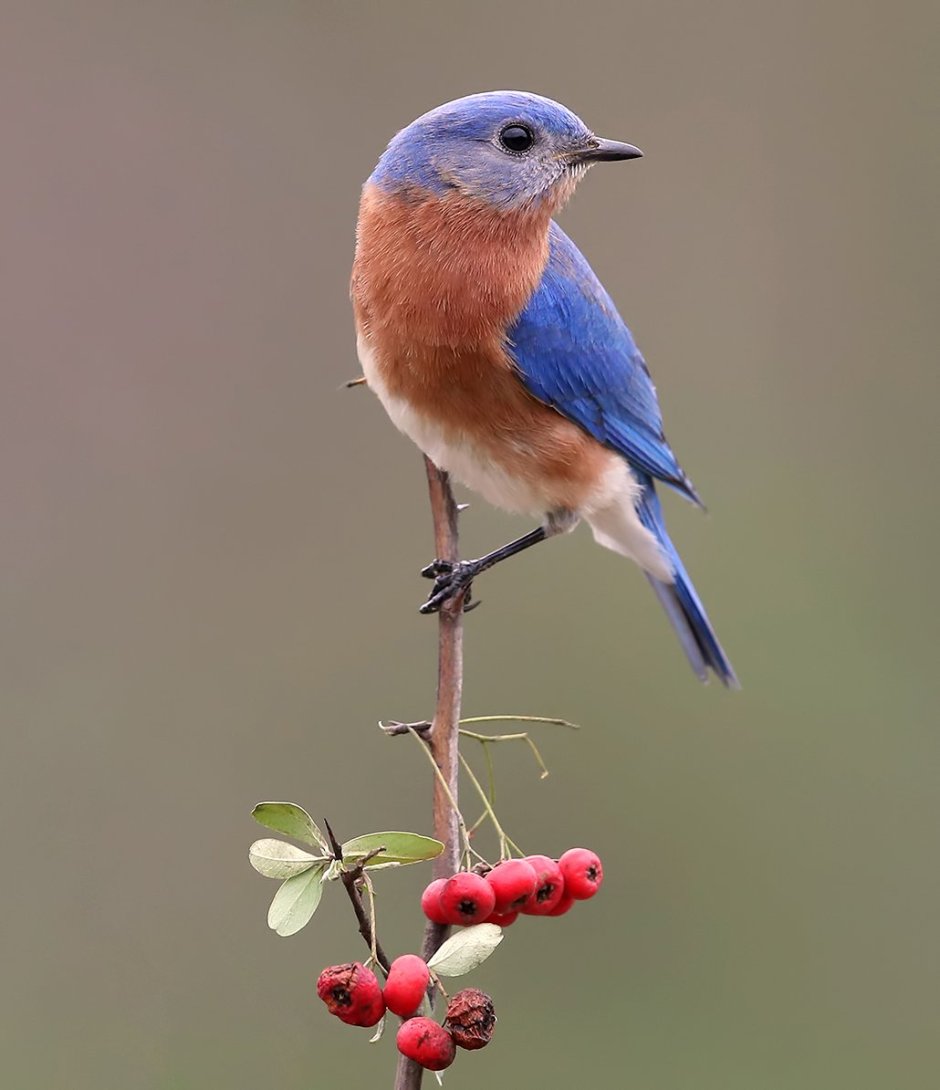 Восточная сиалия
