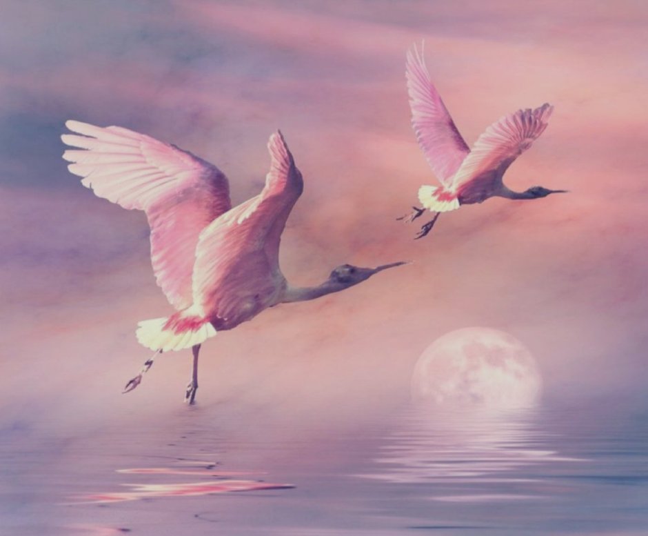 Полет птицы