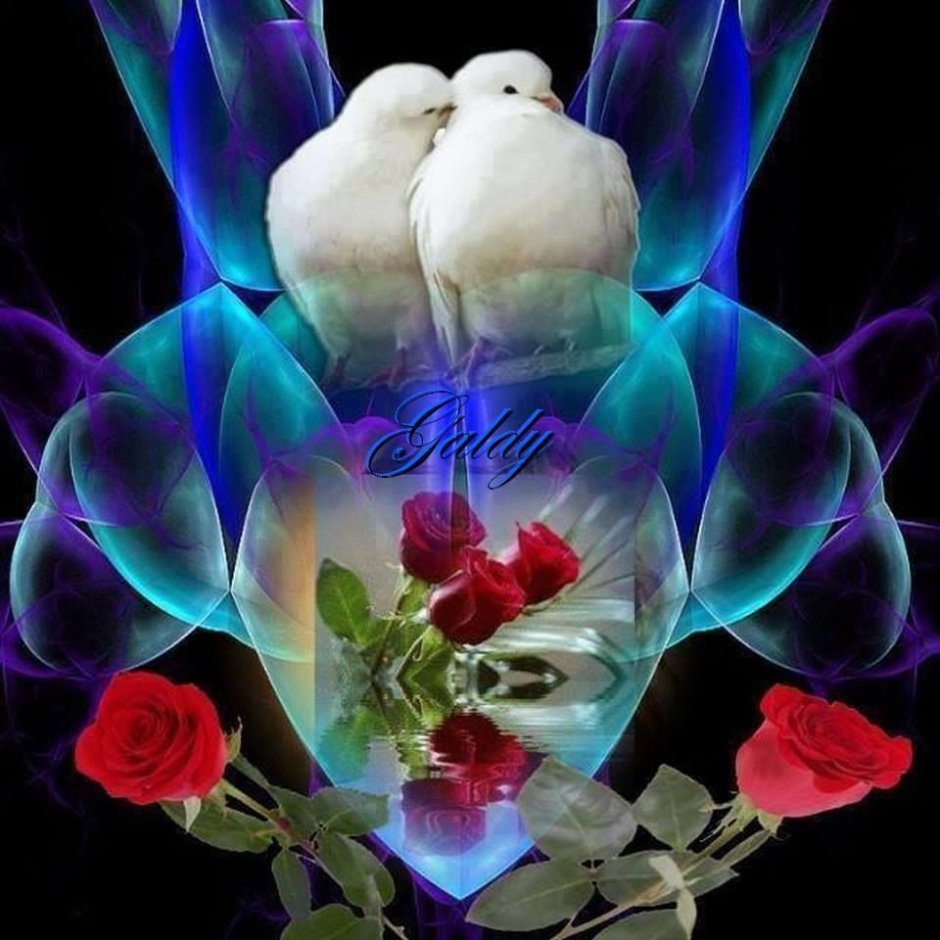 Добрый вечер с голубями