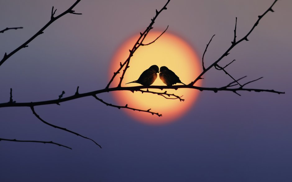 Доброй ночи красивых птиц