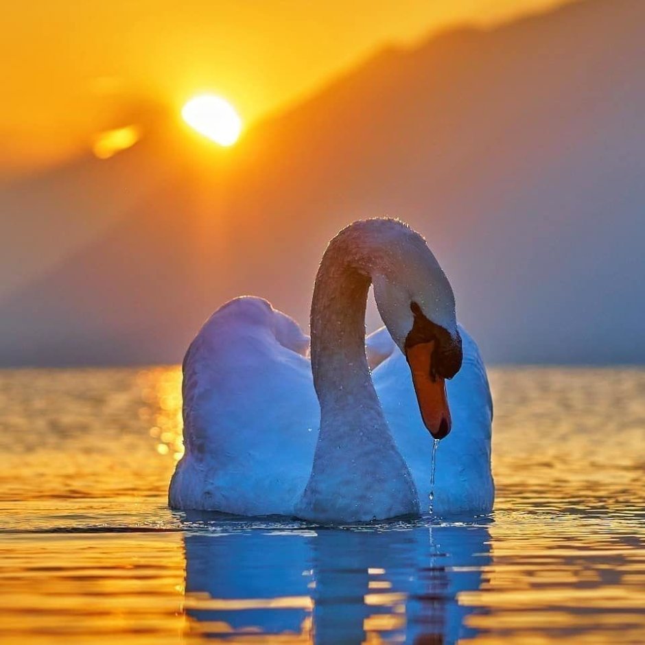 Лебеди на закате