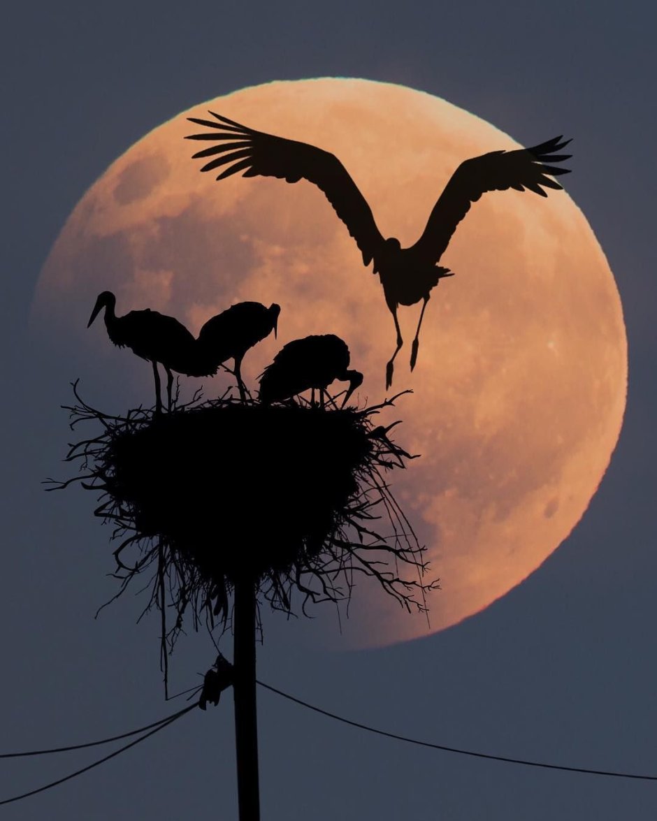 Доминик Лиам силуэты